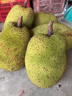 Jackfruit Seedling Plant -Garden Fresh Shop Jackfruit 4