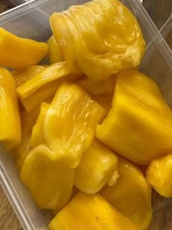 Jackfruit Seedling Plant