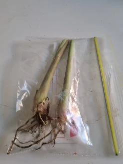 2 X Lemon Grass Plants -Garden Fresh Shop Lemon grass in bag scaled 1