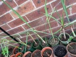 Lemongrass Plants -Garden Fresh Shop LemonG 2
