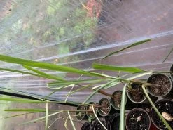 Lemongrass Plants -Garden Fresh Shop LemonG 4