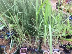 Lemongrass Plants -Garden Fresh Shop LemonG 5