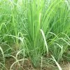 Lemongrass Plants -Garden Fresh Shop LemonG 6