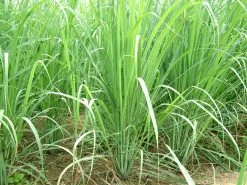 Lemongrass Plants