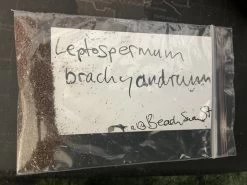 Leptospermum Brachyandrum – Weeping Tea Tree Seeds -Garden Fresh Shop Leptospermum brachyandrum Weeping Tea Tree SEED 1