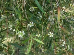 Leptospermum Brachyandrum – Weeping Tea Tree Seeds -Garden Fresh Shop Leptospermum brachyandrum Weeping Tea Tree a 1