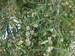 Leptospermum Brachyandrum – Weeping Tea Tree Seeds -Garden Fresh Shop Leptospermum brachyandrum Weeping Tea Tree a 2