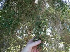 Leptospermum Brachyandrum – Weeping Tea Tree Seeds -Garden Fresh Shop Leptospermum brachyandrum Weeping Tea Tree a