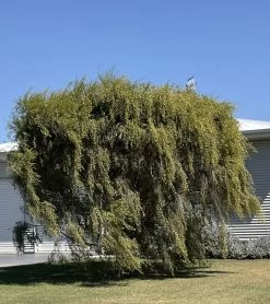 Leptospermum Brachyandrum – Weeping Tea Tree Seeds -Garden Fresh Shop Leptospermum brachyandrum Weeping Tea Tree a 3