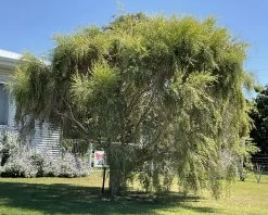 Leptospermum Brachyandrum – Weeping Tea Tree Seeds -Garden Fresh Shop Leptospermum brachyandrum Weeping Tea Tree a 6