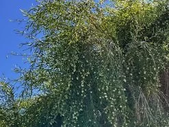 Leptospermum Brachyandrum – Weeping Tea Tree Seeds -Garden Fresh Shop Leptospermum brachyandrum Weeping Tea Tree a 7