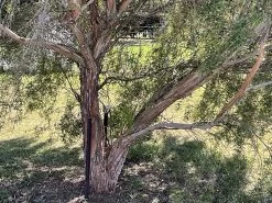 Leptospermum Brachyandrum – Weeping Tea Tree Seeds -Garden Fresh Shop Leptospermum brachyandrum Weeping Tea Tree a 8