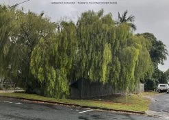 Leptospermum Brachyandrum – Weeping Tea Tree Seeds