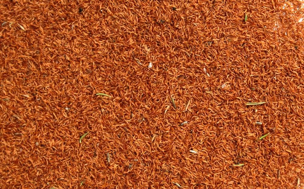 Leptospermum Continentale – Prickly Tea-tree Seeds 6 Leptospermum Continentale – Prickly Tea-tree Seeds - Image 4