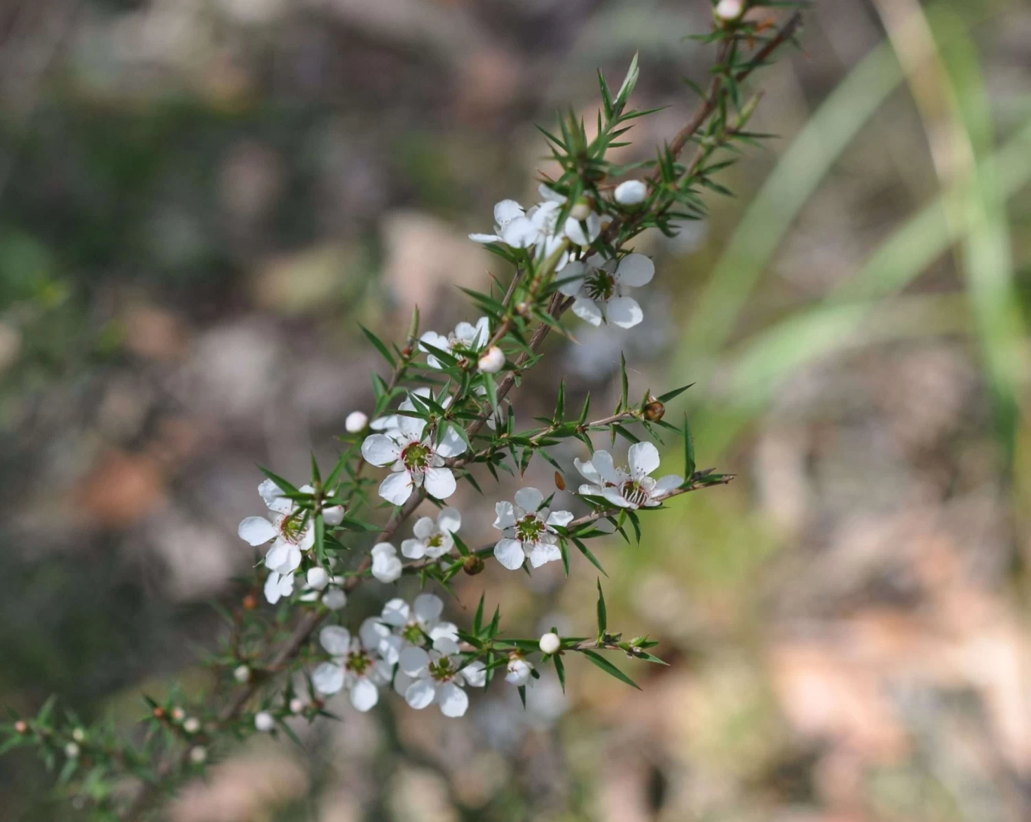 Leptospermum Continentale – Prickly Tea-tree Seeds 4 Leptospermum Continentale – Prickly Tea-tree Seeds - Image 2