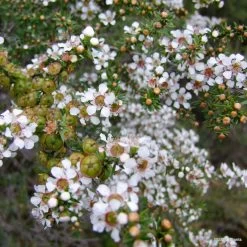 Leptospermum Continentale – Prickly Tea-tree Seeds