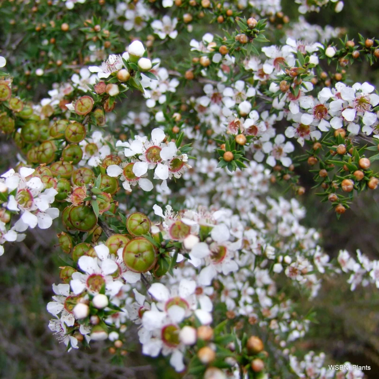 Leptospermum Continentale – Prickly Tea-tree Seeds 3 Leptospermum Continentale – Prickly Tea-tree Seeds