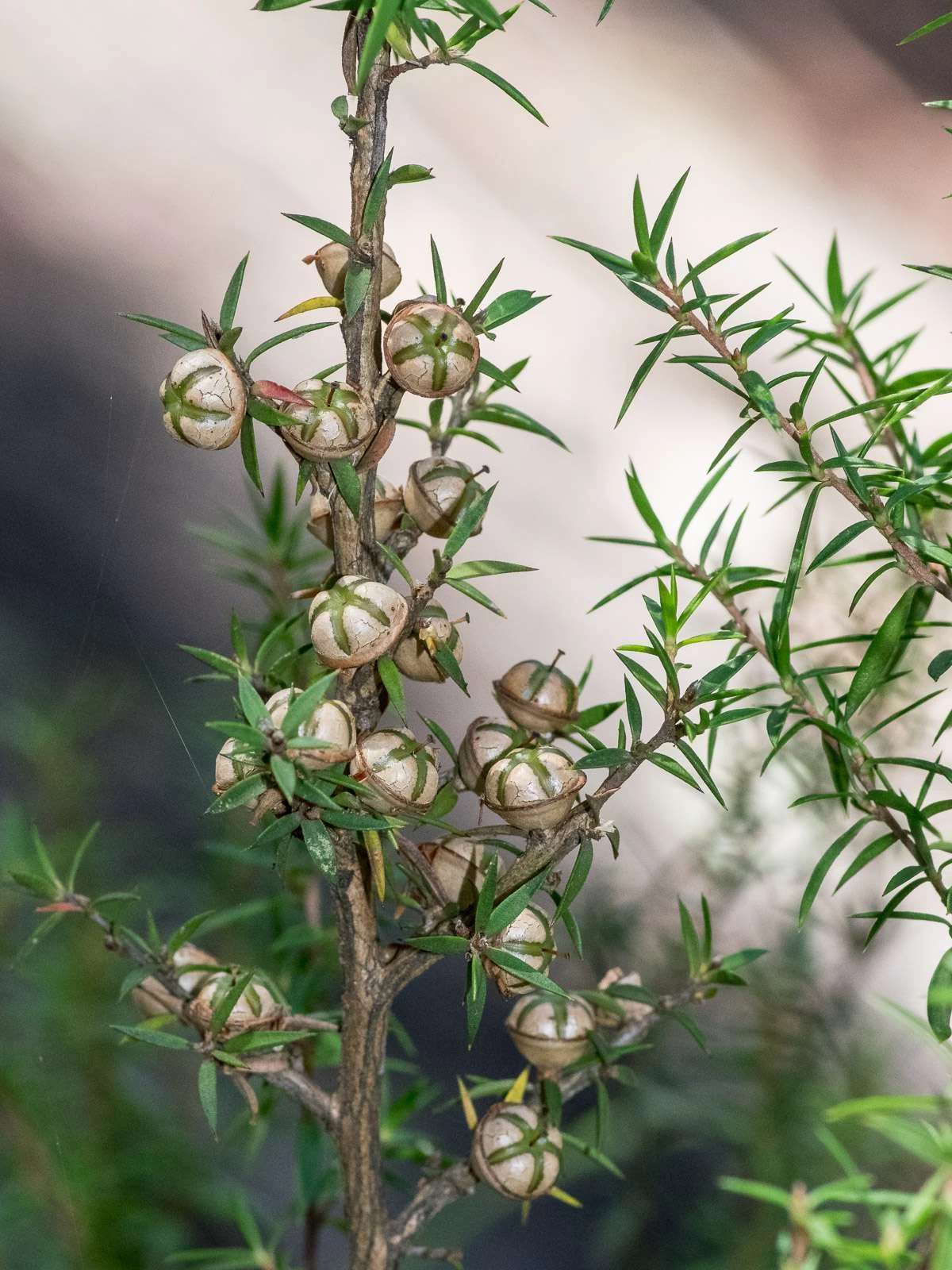Leptospermum Continentale – Prickly Tea-tree Seeds 9 Leptospermum Continentale – Prickly Tea-tree Seeds - Image 7