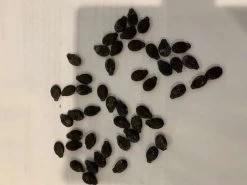 Luffa (Ridge) Seeds 8 Luffa (Ridge) Seeds -Garden Fresh Shop Luffa 1