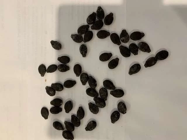 Luffa (Ridge) Seeds 5 Luffa (Ridge) Seeds - Image 3