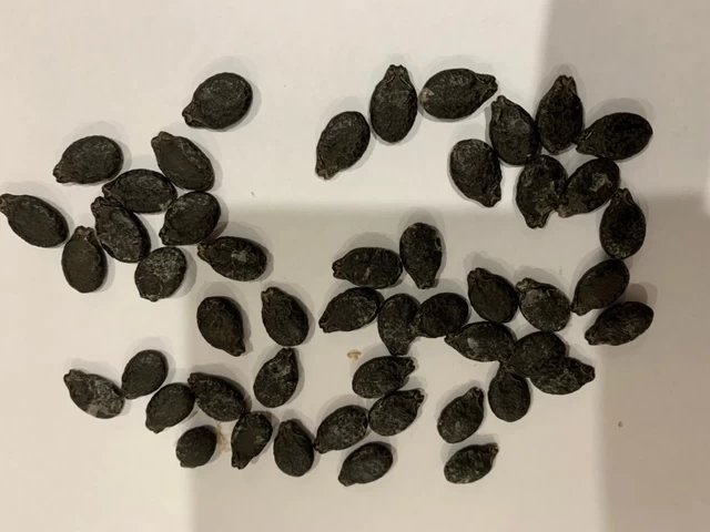 Luffa (Ridge) Seeds 4 Luffa (Ridge) Seeds - Image 2