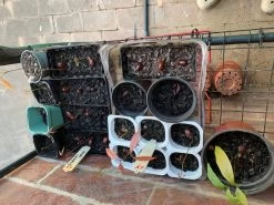 Lychee Seedling Plants -Garden Fresh Shop Lychee 2