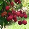 Lychee Seedling Plants -Garden Fresh Shop Lychee 3