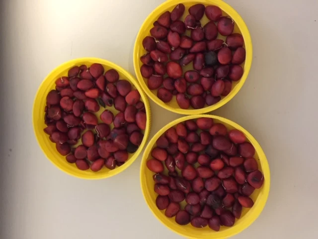 Magnolia (Soulangeana) Seeds 4 Magnolia (Soulangeana) Seeds - Image 2