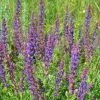 Meadow Sage Seeds -Garden Fresh Shop Meadowsage1