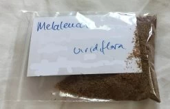 Melaleuca Viridiflora – Broad-Leaved Paper Bark Tea Tree Seeds -Garden Fresh Shop Melaleauca viridifolika