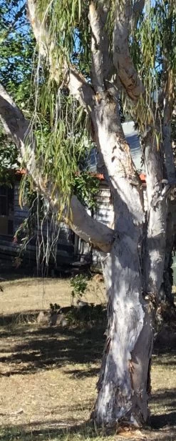 Melaleuca Viridiflora – Broad-Leaved Paper Bark Tea Tree Seeds -Garden Fresh Shop Melaleuca viridiflora Paper Bark Tea Tree