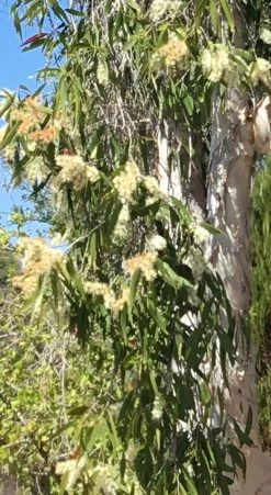 Melaleuca Viridiflora – Broad-Leaved Paper Bark Tea Tree Seeds -Garden Fresh Shop Melaleuca viridiflora Paper Bark Tea Tree a