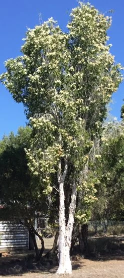 Melaleuca Viridiflora – Broad-Leaved Paper Bark Tea Tree Seeds -Garden Fresh Shop Melaleuca viridiflora Paper Bark Tea Tree b