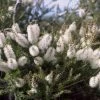 Melaleuca Lanceolata – Moonah Seeds -Garden Fresh Shop Melaleuca lanceolata 1 Bells