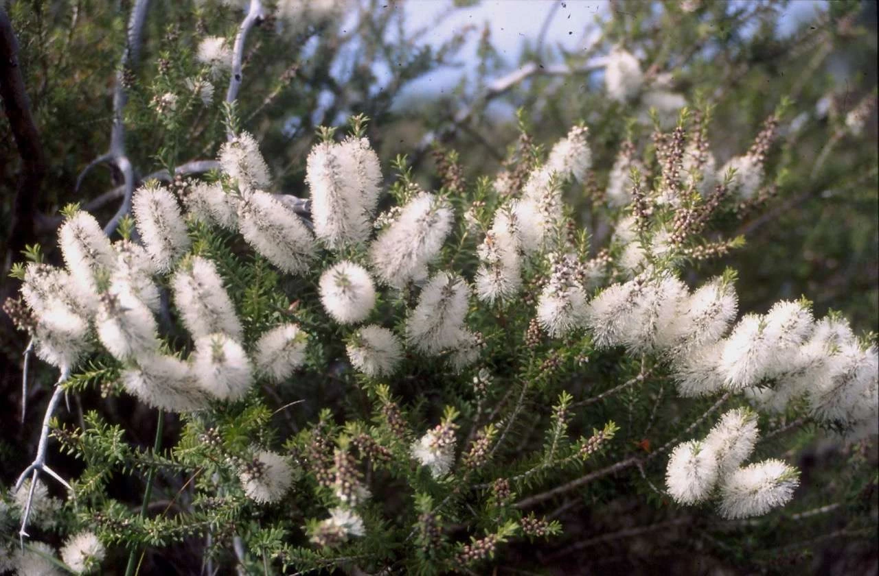 Melaleuca Lanceolata – Moonah Seeds 3 Melaleuca Lanceolata – Moonah Seeds