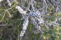 Melaleuca Lanceolata – Moonah Seeds 9 Melaleuca Lanceolata – Moonah Seeds -Garden Fresh Shop Melaleuca lanceolata from beach z