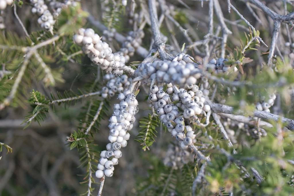 Melaleuca Lanceolata – Moonah Seeds 5 Melaleuca Lanceolata – Moonah Seeds - Image 3