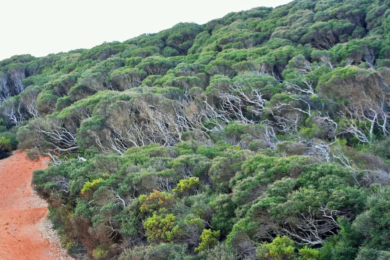 Melaleuca Lanceolata – Moonah Seeds 4 Melaleuca Lanceolata – Moonah Seeds - Image 2