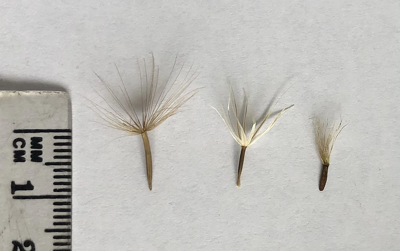 Microseris Scapigera – Murnong (Yam Daisy) Seeds 4 Microseris Scapigera – Murnong (Yam Daisy) Seeds - Image 2