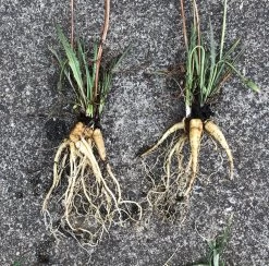 Microseris Scapigera – Murnong (Yam Daisy) Seeds 9 Microseris Scapigera – Murnong (Yam Daisy) Seeds -Garden Fresh Shop Microseris scapigera murnong 11