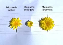 Microseris Scapigera – Murnong (Yam Daisy) Seeds 8 Microseris Scapigera – Murnong (Yam Daisy) Seeds -Garden Fresh Shop Microseris scapigera murnong