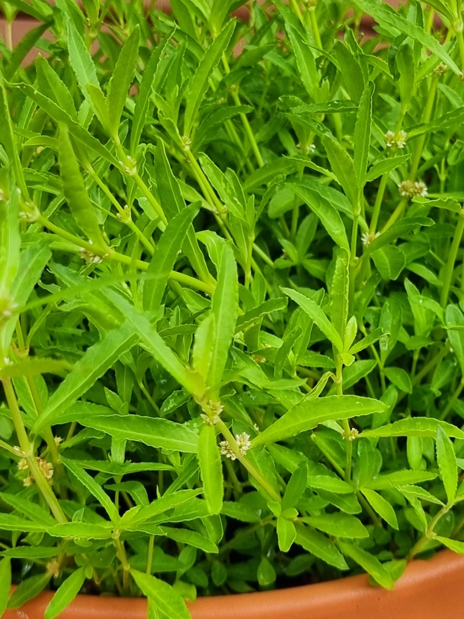 Other 5x Mukunuwenna Plants Seeds 3 Other 5x Mukunuwenna Plants Seeds