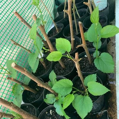 1x Black Mulberry Seedling Plant 4 1x Black Mulberry Seedling Plant - Image 2