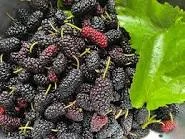 1x Black Mulberry Seedling Plant 6 1x Black Mulberry Seedling Plant - Image 4