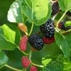1x Black Mulberry Seedling Plant -Garden Fresh Shop Mulberry 6 1