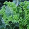 Mustard Green Wave Seeds -Garden Fresh Shop Mustardgreenwave