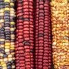 Corn – Painted Mountain Seeds 2 Corn – Painted Mountain Seeds -Garden Fresh Shop OIP