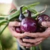 Onion Amposta Purple Seeds -Garden Fresh Shop OnionPurple