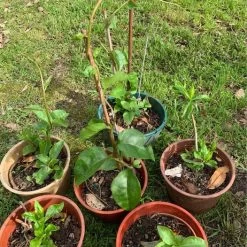 One (1) Medium Chinese Ginseng (Panax Noto Pesudo-Ginseng) Plant