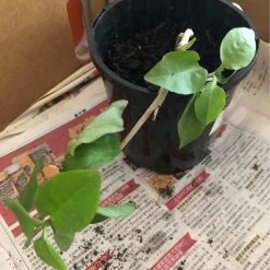 One (1) Medium Chinese Ginseng (Panax Noto Pesudo-Ginseng) Plant -Garden Fresh Shop Panax Ginseng 3